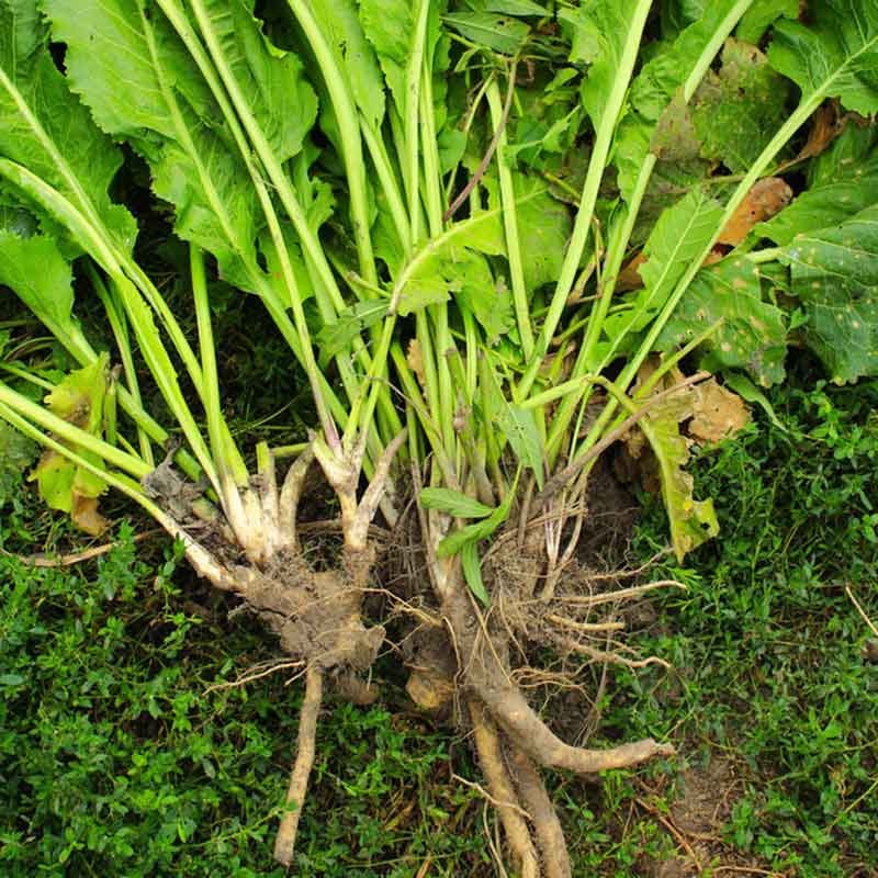 A Complete Guide to Growing Horseradish in Containers by fengye Medium