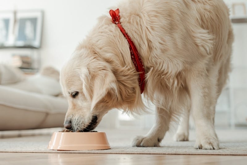 Are You Feeding Your Dog the Right Amount? by Devoted Pet Food
