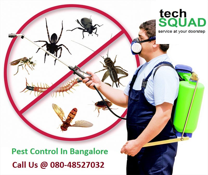 Pest Control In Bangalore. Pest Control in Bangalore & Bhubaneswar