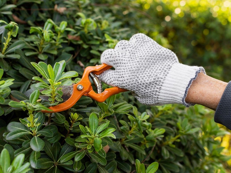 Expert Hedge Trimming Services in Melbourne — Bala Mowing Bala Mowing