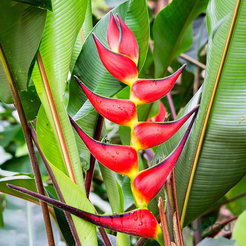 Heliconia Lobster Claws Bulb — Exotic Tropical Flower Plant for Indian Gardens