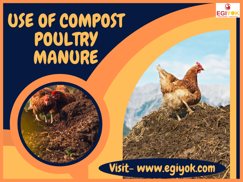 USE OF COMPOST POULTRY MANURE. Chickens give us hours of community… by Twinkle mehta Medium