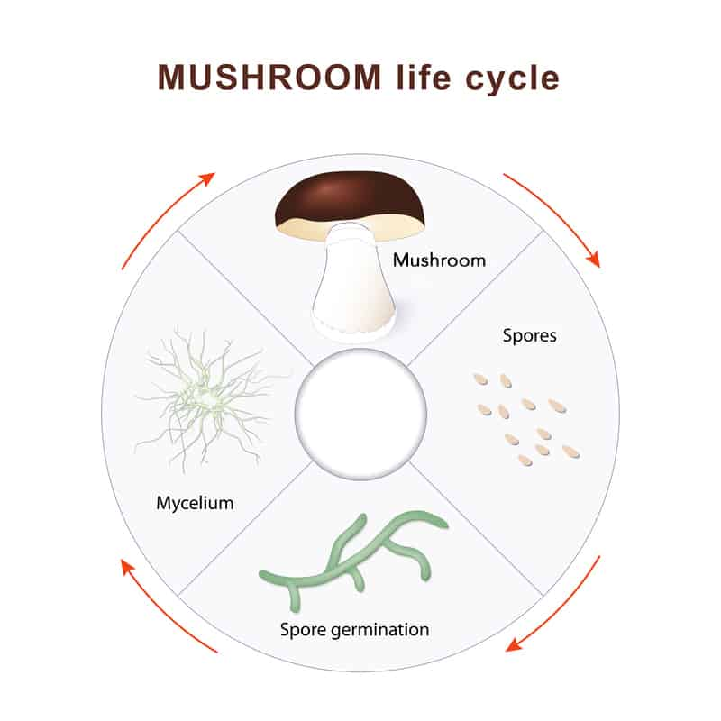 What Makes a Mushroom a Mushroom? How the Mycelium Debate Could