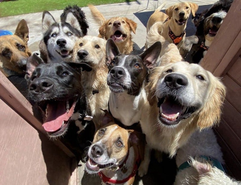 “Discover Why Puppy Island Care & Spa is the Best Dog Daycare in Los