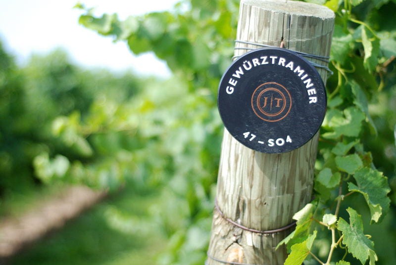 Identificador de viñedo de Gewürztraminer en Jackson-Triggs (Canadá) | Ph: David Huang