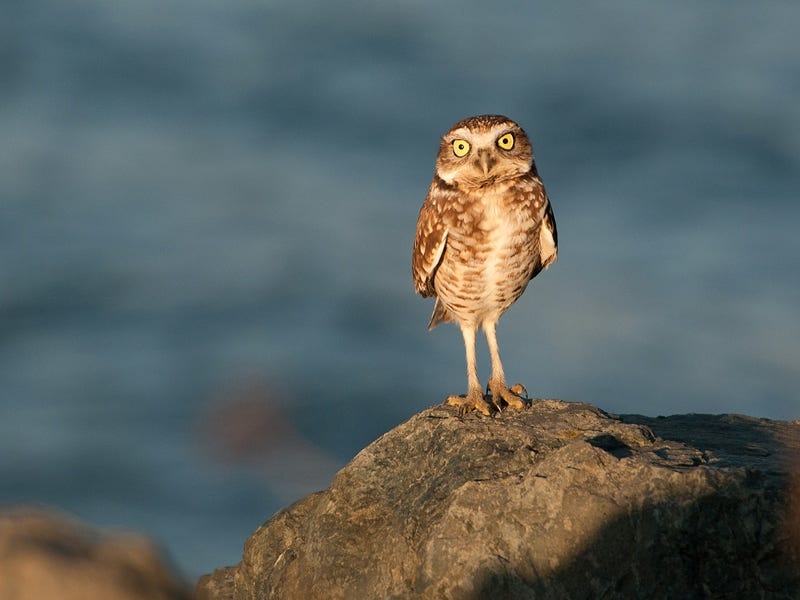 Are Owls Bad Luck? Common Myths And Superstitions Explained by Birds Of Prey Medium