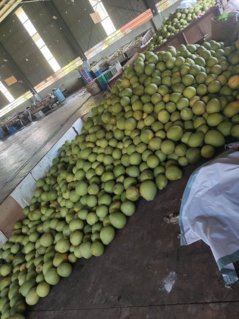 Suha Sensation Exploring Davao’s Finest Pomelo Varieties