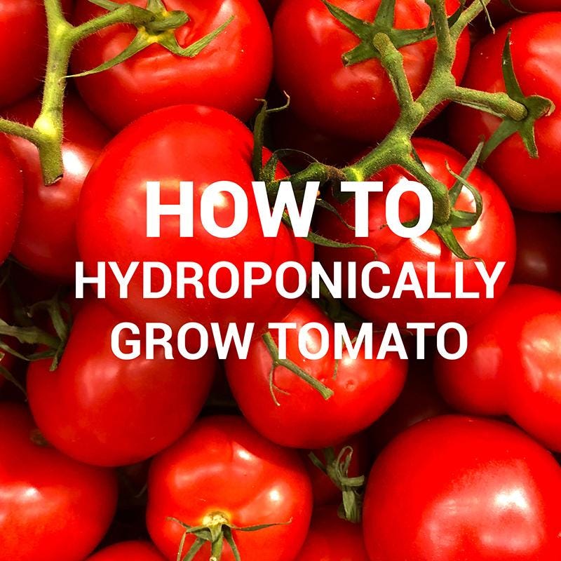 Quick Essentials to Growing Hydroponic Tomatoes like a Pro by
