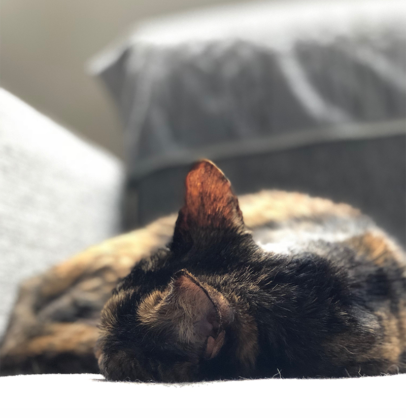 Goodnight our little Laverne