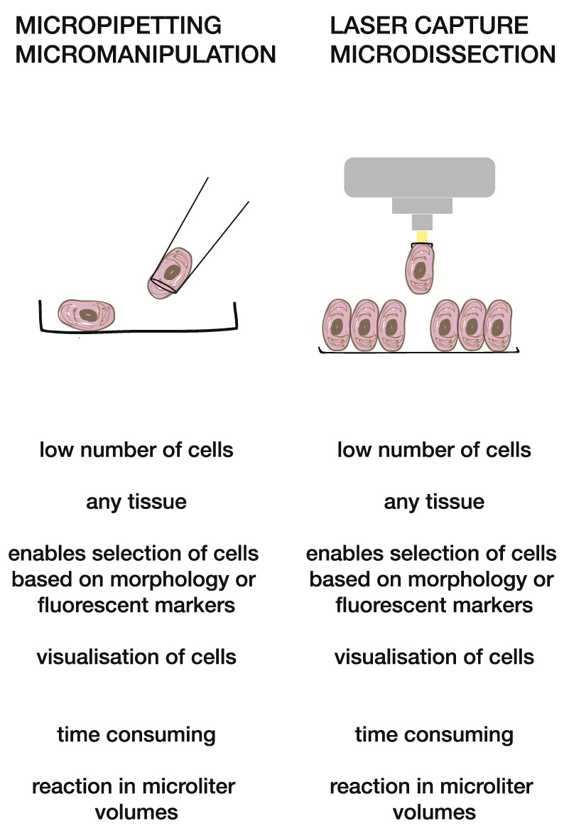 1) Single Cell Capturing — Captured from Tissue. (1)