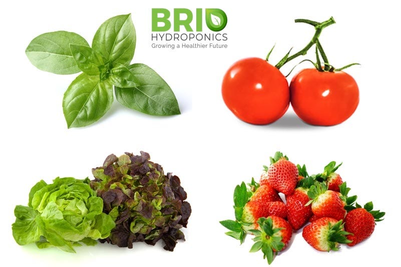 Which Plants Can Be Grown With Hydroponics? by Brio Hydroponics Medium
