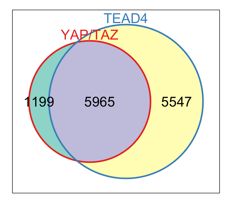 Here, the first venn diagram shows that YAP and TAZ share 7,164 common binding regions. The overlaps indicate that these proteins bind same DNA regions, suggesting they work together. Similarly, the YAP/TAZ overlaps and TEAD4 share 5,965 common binding regions across the region. TEAD4 is a transcription factor that YAP/TAZ are known to interact with. This overlap suggests that a large portion of YAP/TAZ binding is mediated through TEAD4, reinforcing the idea that TEAD4 is a crucial partner in their gene regulatory network.