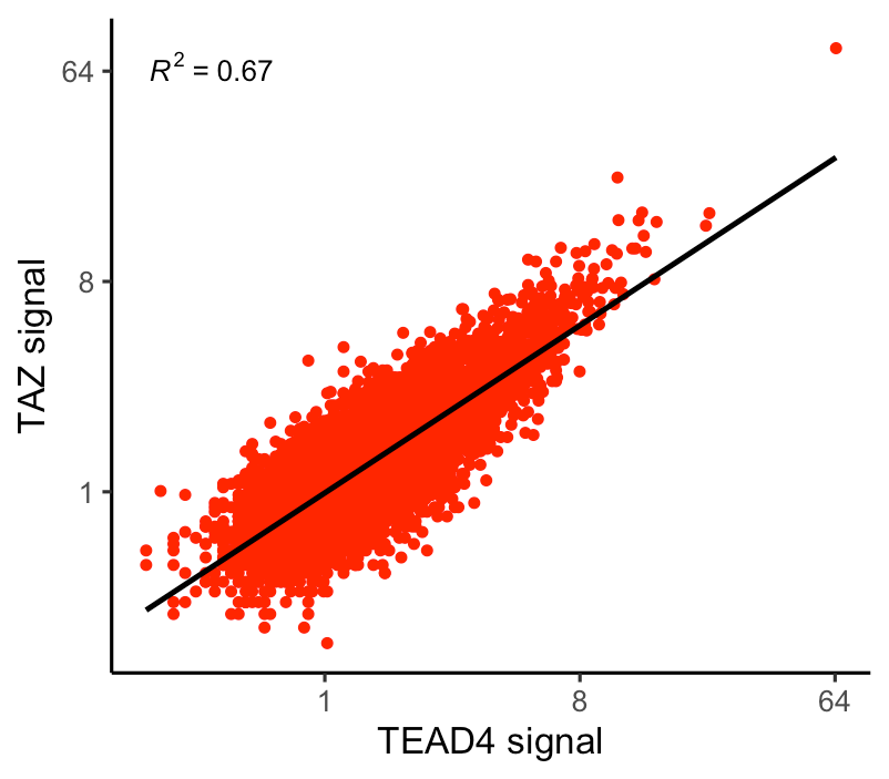 This scatter plot shows how strongly the binding signals of YAP/TAZ and TEAD4 are correlated at 5,965 shared binding sites in the genome. Each red dot represents a genomic region where both YAP/TAZ and TEAD4 bind. The black line (linear regression fit) shows the overall trend between YAP/TAZ and TEAD4 binding signals. The R² value quantifies how well YAP/TAZ binding predicts TEAD4 binding. A higher R² value (closer to 1) means a strong correlation, suggesting that wherever YAP/TAZ binds, TEAD4 tends to bind with a similar intensity.