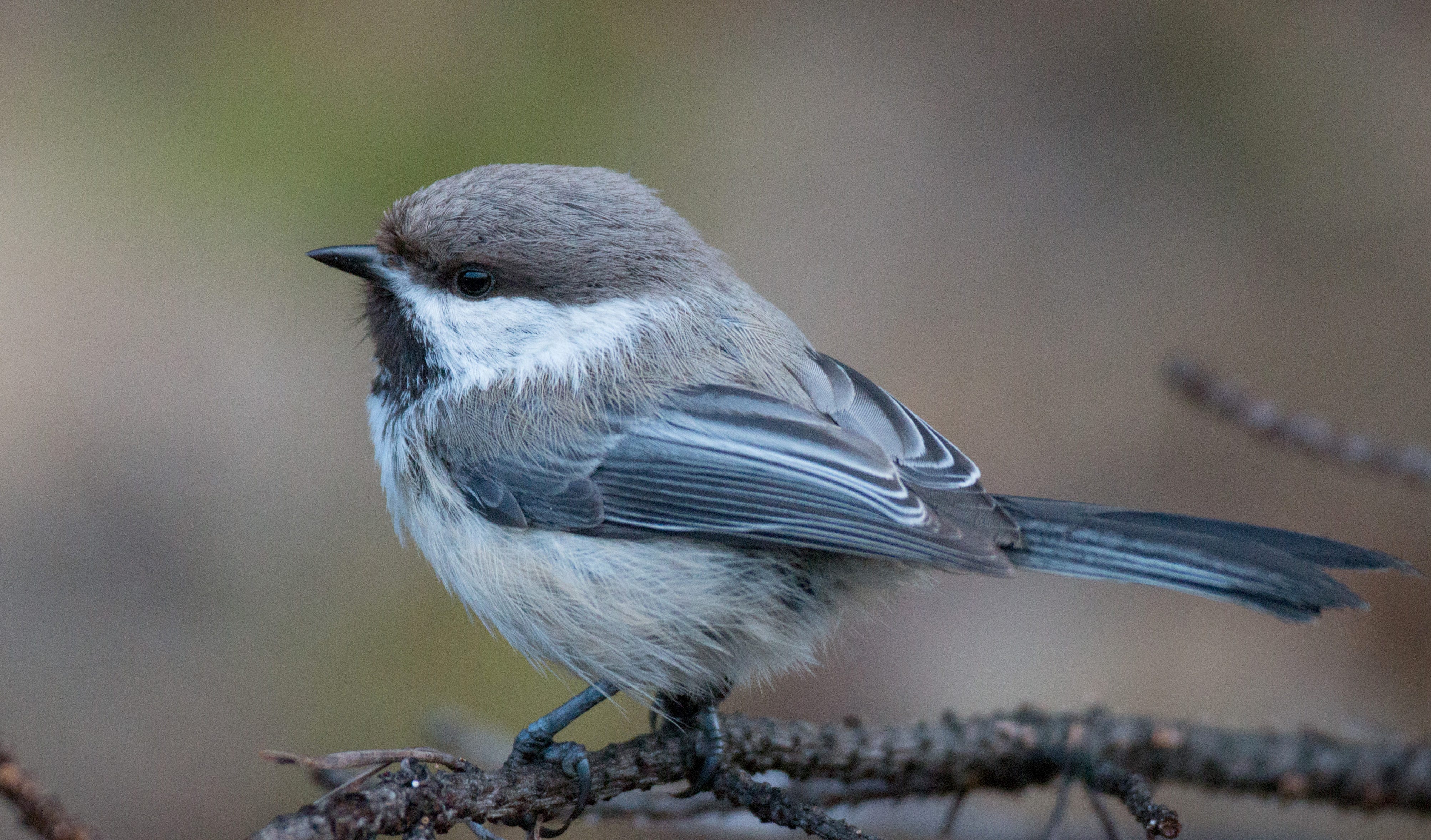 Chickadee Bird Call: Unravel Nature's Sweet Symphony