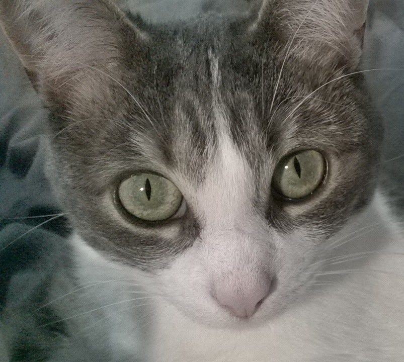 Blending Energies. Does my cat know she’s harmonizing our… by