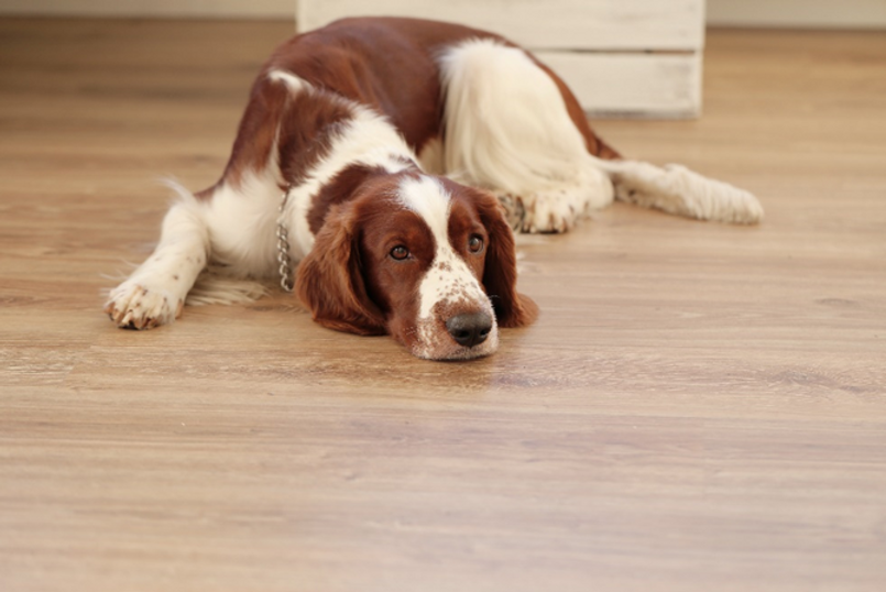 The Best Flooring Choices For Pet Owners By Hardwood Flooring Medium   0*G13Boq4PSn7ScxNt 