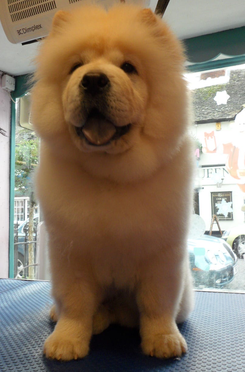 Dog Grooming Swindon. Searchung for best Dog Grooming in… by