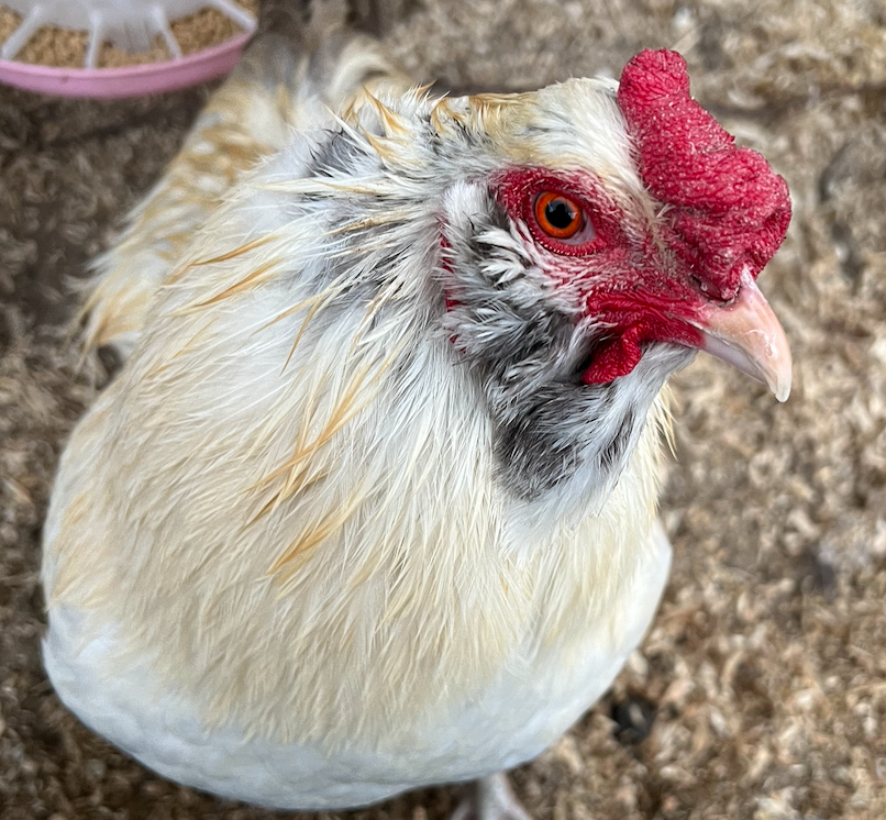 The Silent Cost Of Backyard Chickens By Emily Elliston Medium the-silent-cost-of-backyard-chickens-by-emily-elliston-medium