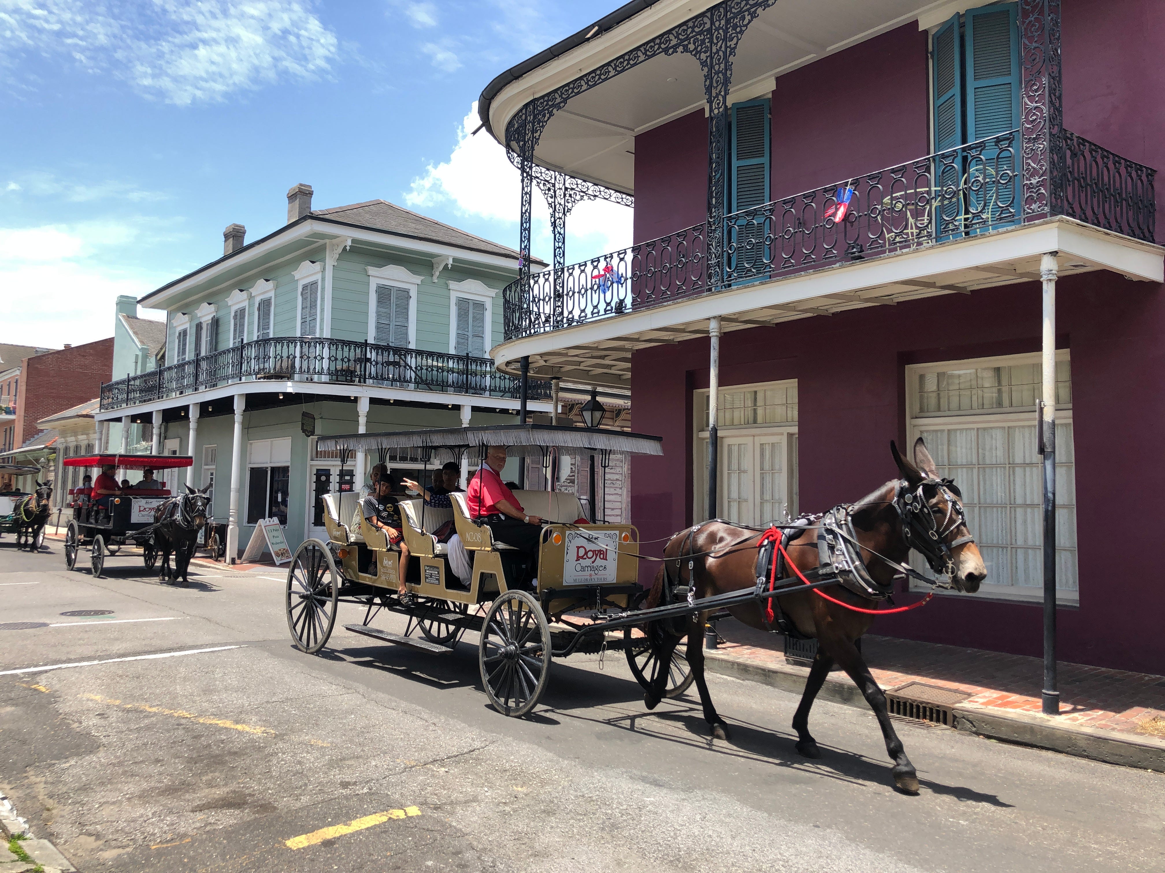 Mules, Glorious Mules. Mules in New Orleans | by Rachel Thomas | Medium