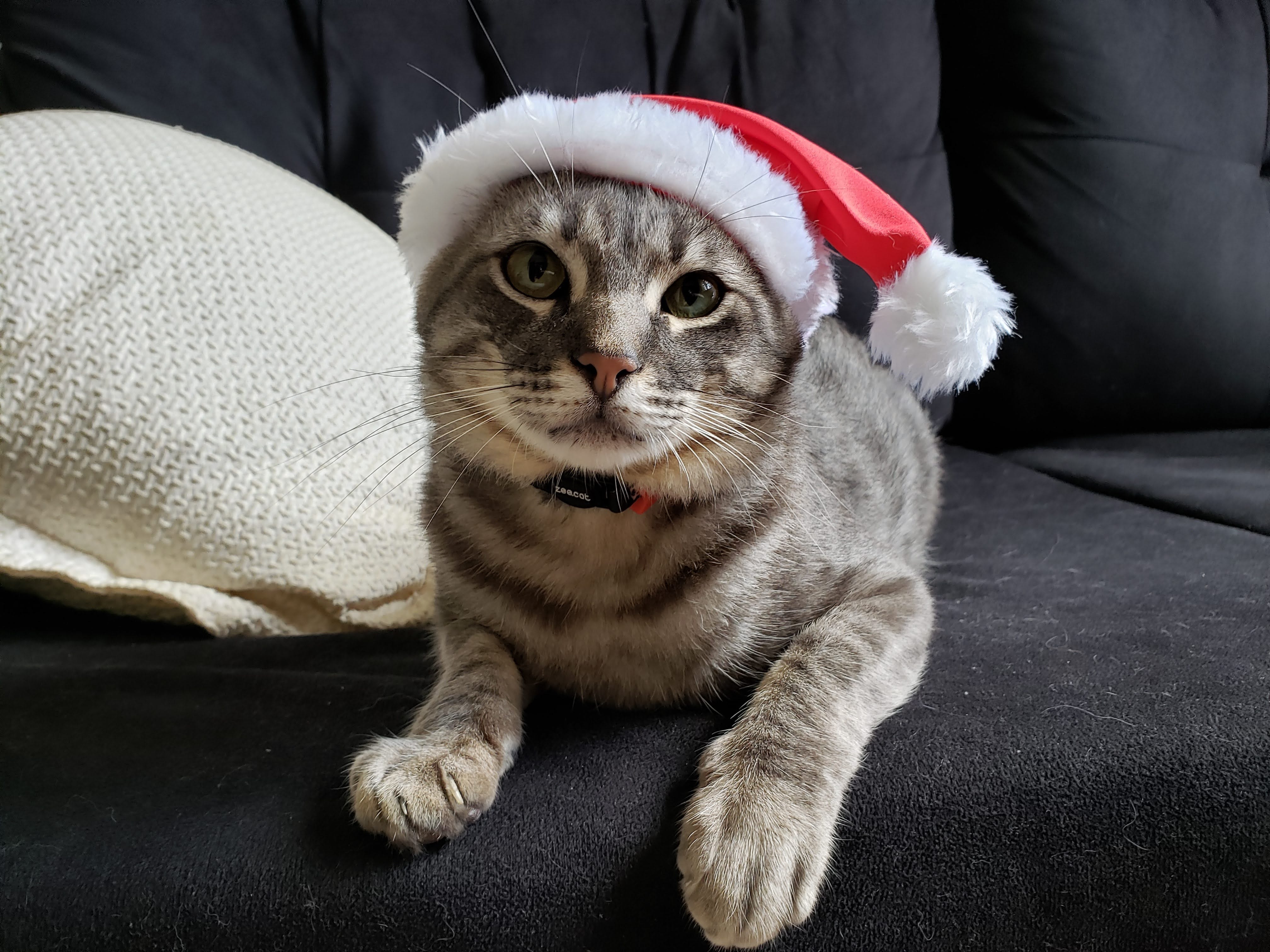 Game permite cuidar de uma casa lotada de gatos