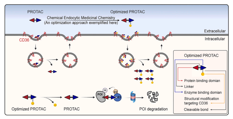 Cracking the PROTAC Permeability Barrier: CD36-Mediated Endocytosis as a Potential Breakthrough