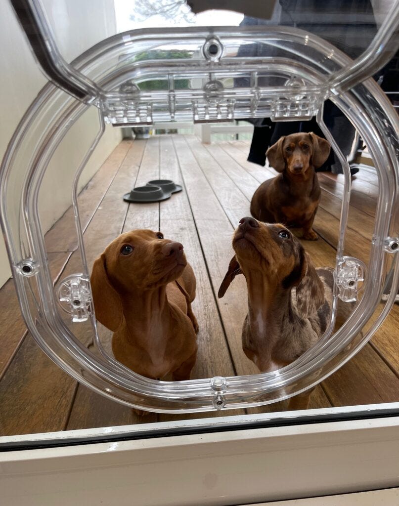 Custom Doggy Door Installation Platinumpetdoors.au Platinumpetdoors