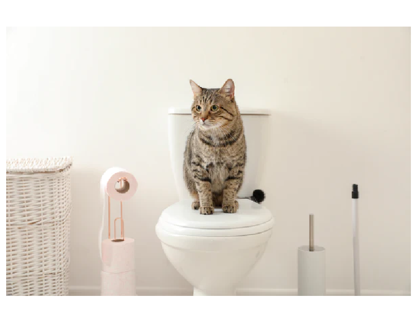 Why Does My Cat Have Diarrhea? Glandex Medium