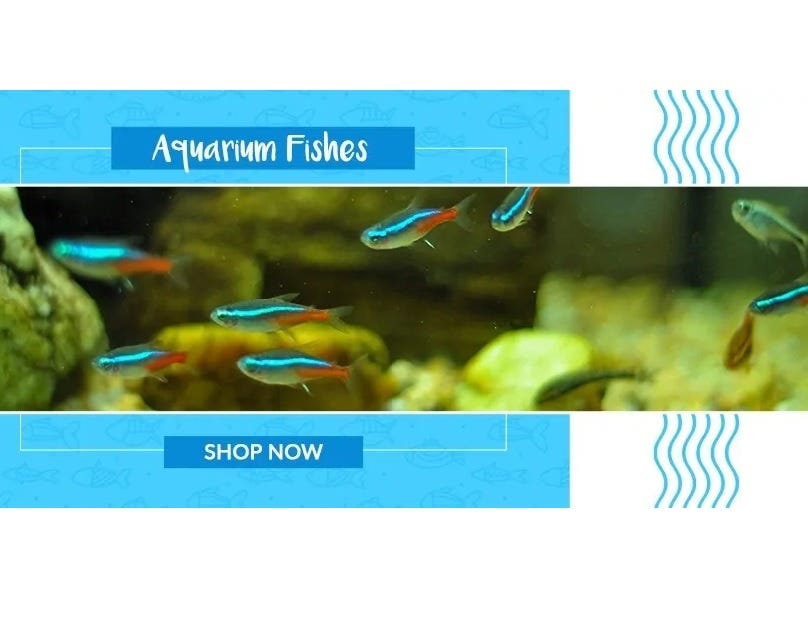 Aquarium Fish Tanks: A Tiny World of Light and Water