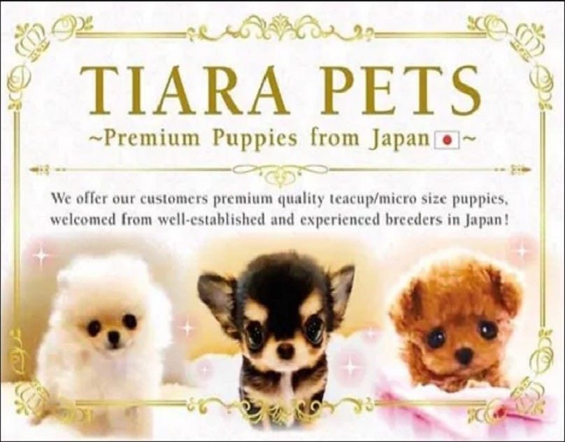 Pet Shop in Joo Chiat Katong Singapore Tiarapetssg Medium