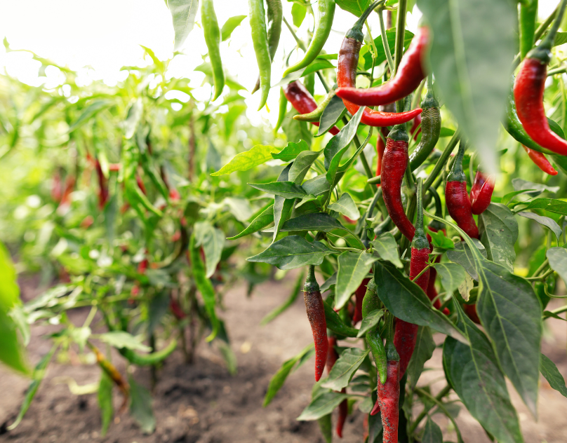 Apa yang Dibutuhkan Jika Ingin Memulai Peluang Usaha Cabe?