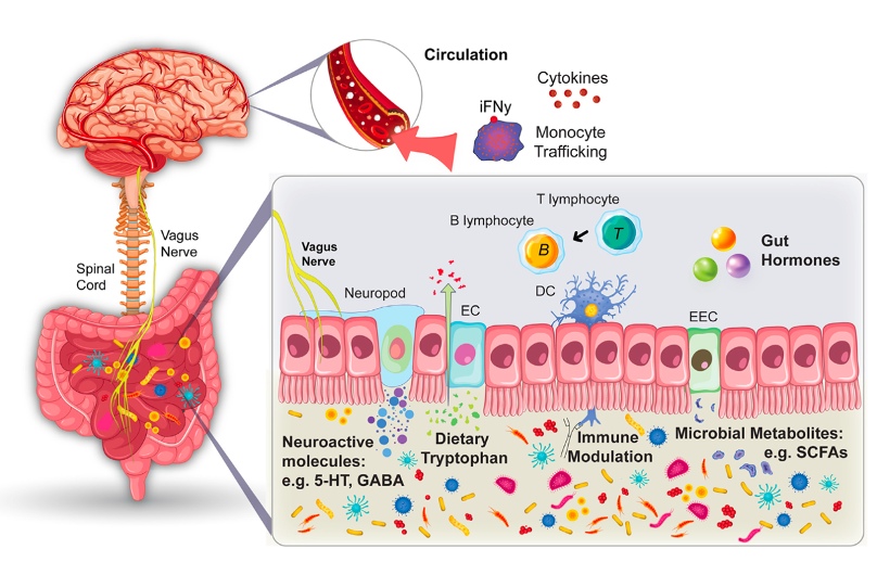 Gut microbiota-immune-brain axis