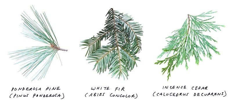 Images by Jenny Odell from her trip to the Cascade Siskiyou National Monument, where I lived for three years