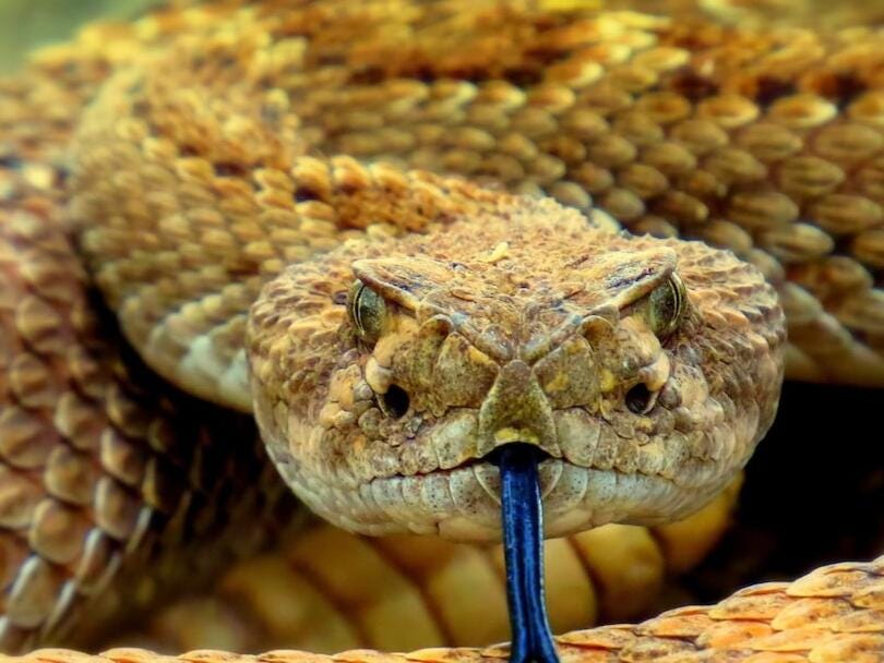 65th Annual Rattlesnake Roundup Returns to Sweetwater, Texas by