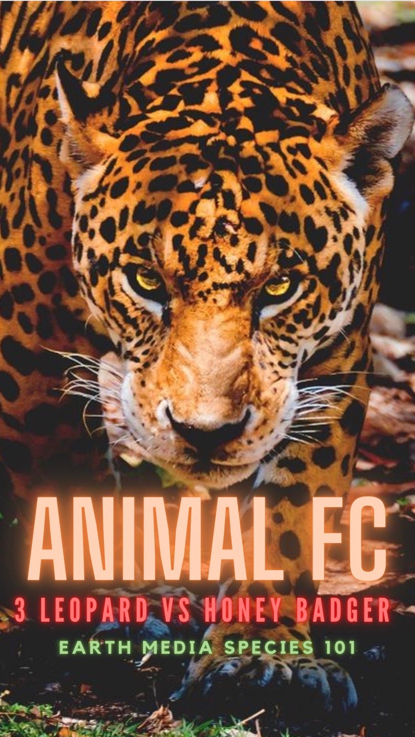 3 Leopard VS Honey Badger - YouTube | Earth Media SPECIES 101 - Medium