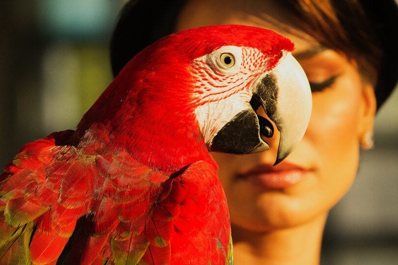 Parrot Lifespan: How Long Do Pet Parrots Live?