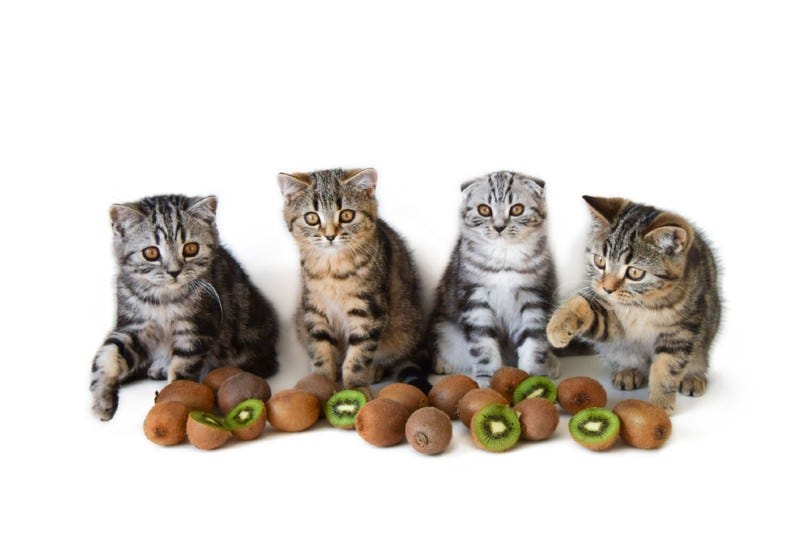 Can Cats Eat Kiwi?. It’s safe for cats to consume kiwi… by Calmar