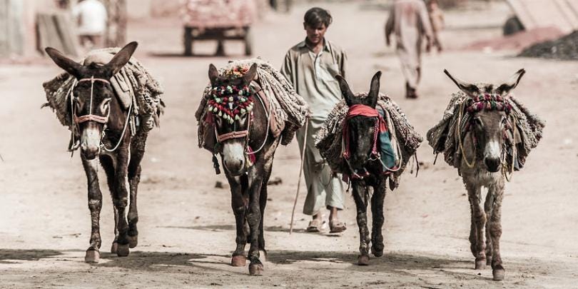 Why are donkeys important for Pakistan Economy? | by Sidha Fundaa | Jun ...