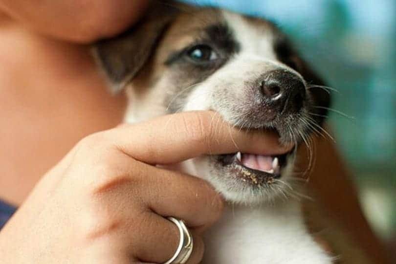 How to Stop a Puppy from Biting and Nipping All You Need to Know by
