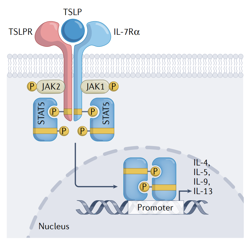 (Data source: Ebina-Shibuya R, et al. Nat Rev Immunol. 2023)