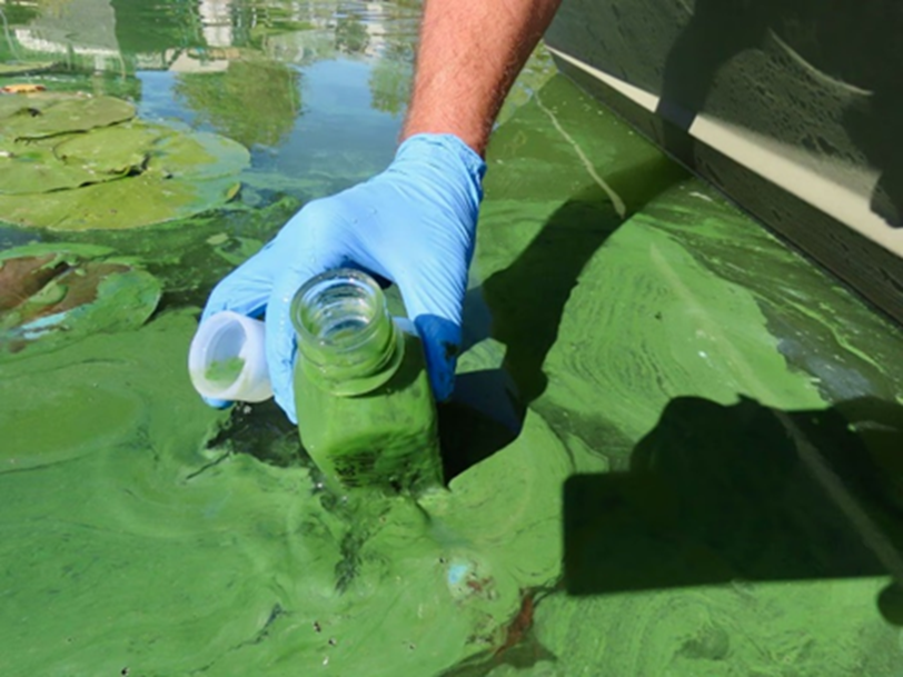 Harmful Algal Blooms. What are the health and environmental… by Krystina Hird SciTech