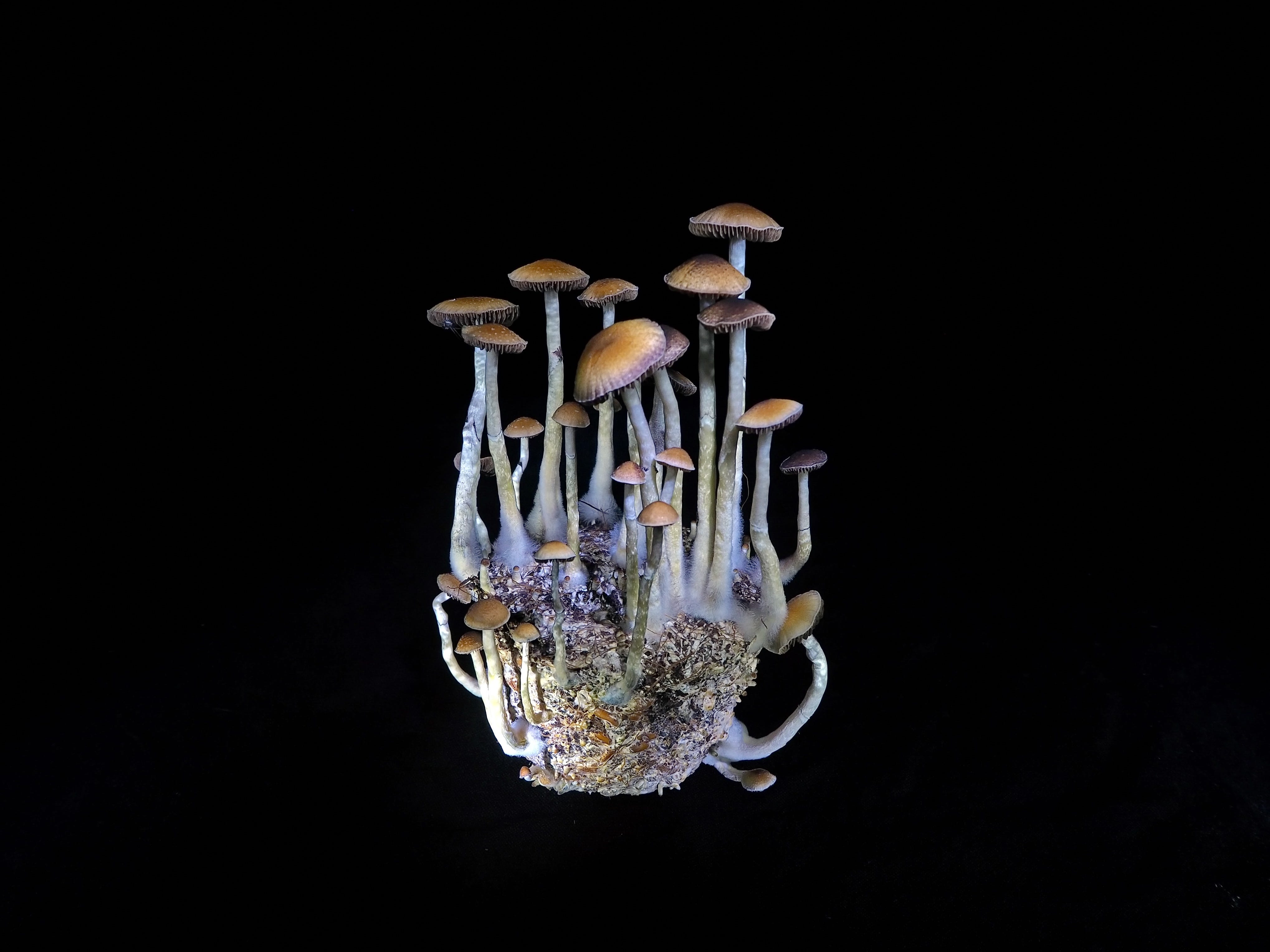 The No-fail Beginners Guide to Growing Magic Mushrooms | by Janet Ashforth  | Medium