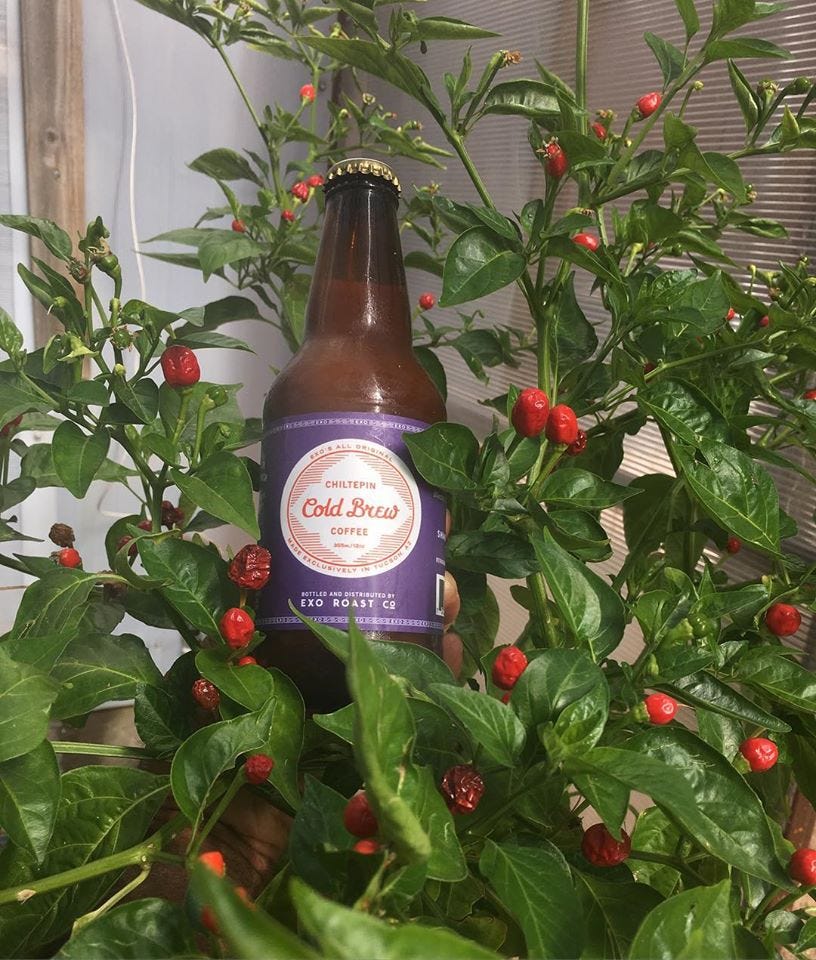 Exo Roast Co.’s Chiltepíninfused Coldbrewed Coffee A Natural and