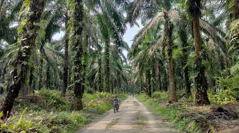 Di Antara Sawit, Pemekaran, dan Aset yang Belum Selesai
