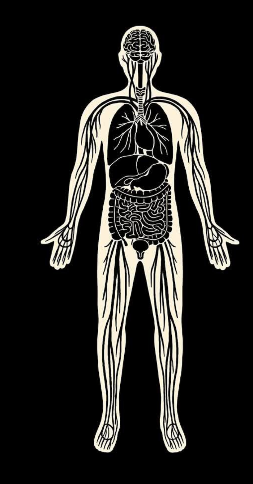 A l’intérieur de l’interstitium, les voies cachées de circulation du corps humain par Avraham Z.