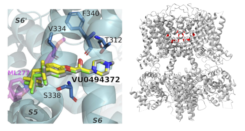 Left: Most frequently observed orientation of VU0494372 docked to KCNQ1 rotated and zoomed, using KCNQ1-CaM in complex with ML277 (PDB 7XNK). Image adapted from Figure 6E. Right: Full view of the KCNQ1–CaM complex with ML277 bound shown in grey (PDB: 7XNK). Four subunits of each protein are present, with one ML277 ligand bound per subunit. Key binding residues for VU0494372, Thr312, Val334, Ser338, and Phe340, are highlighted in red. CC by SBGrid.