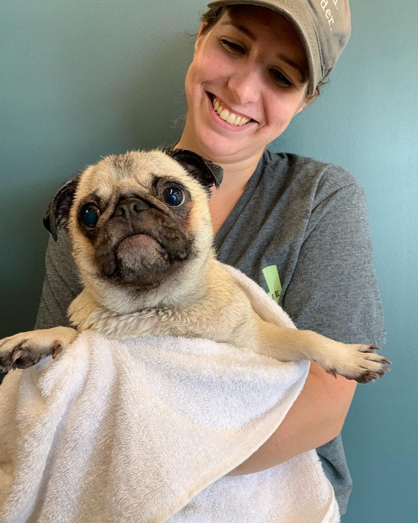 HOW TO GROOM A PUG. Grooming your pug daily for a few… by Perfect