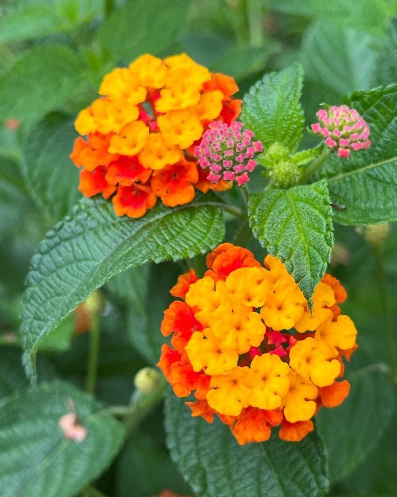 “Lantana Gardening 101 A Comprehensive Care Guide” by Lizawriter Medium