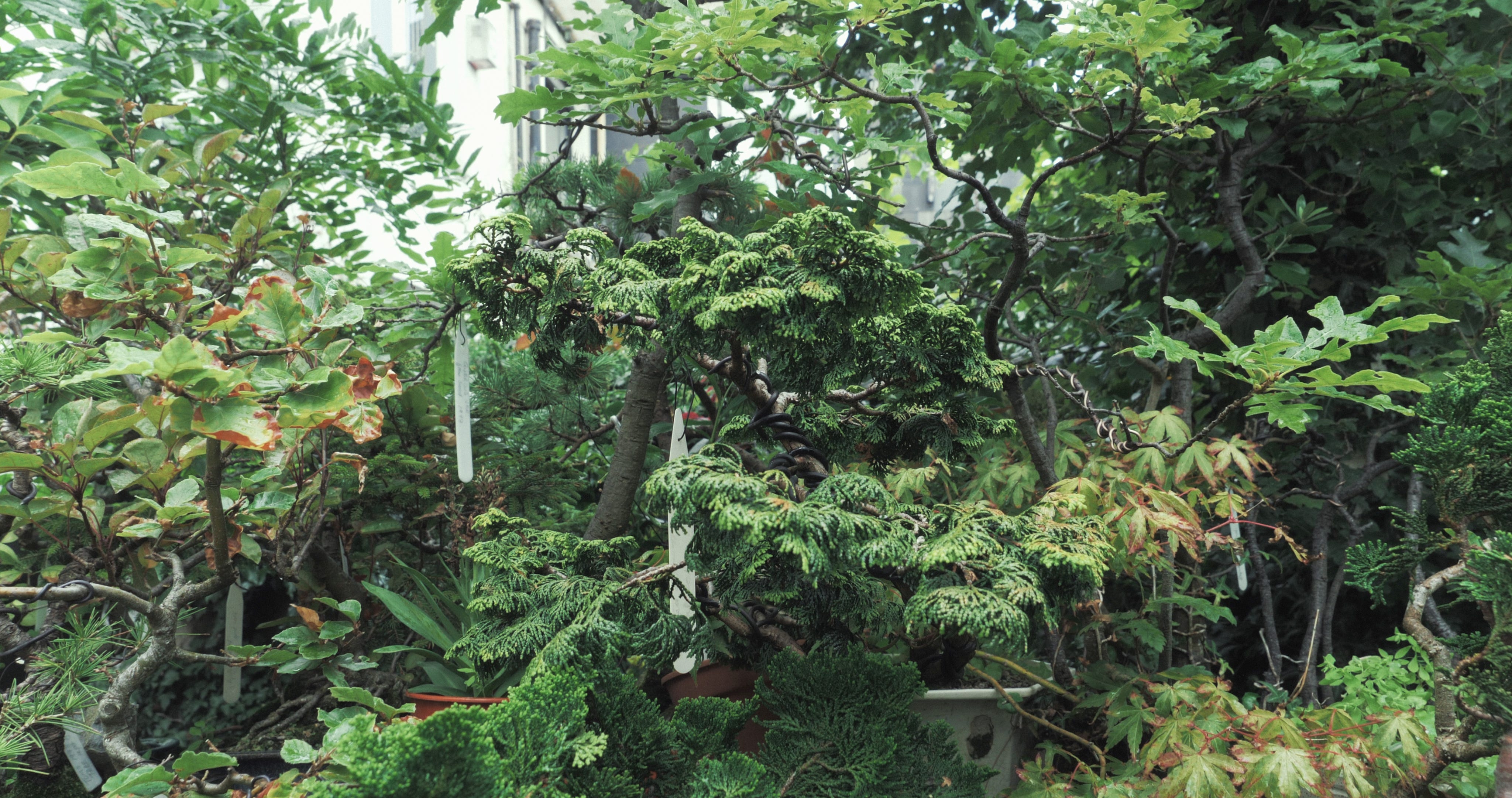 bonsai frser Bonsai