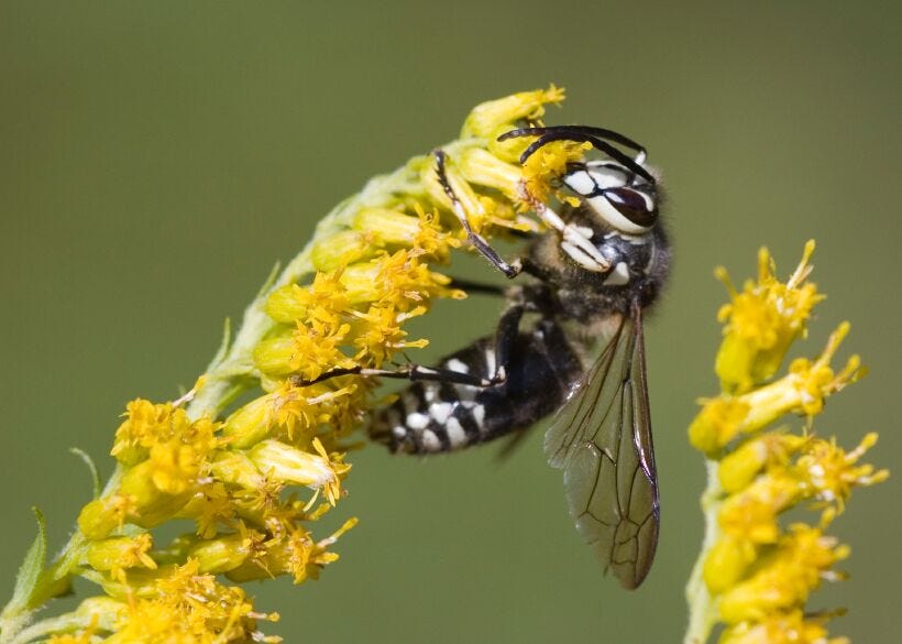 Unwanted Guests? How to Tackle Bed Bugs and Wasps in British Columbia ...