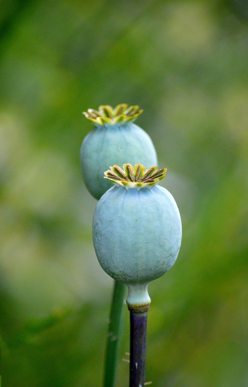 Can You “Grow the Vulva Back”? What Science Really Says